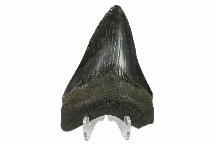 3.35" Fossil Megalodon Tooth - South Carolina